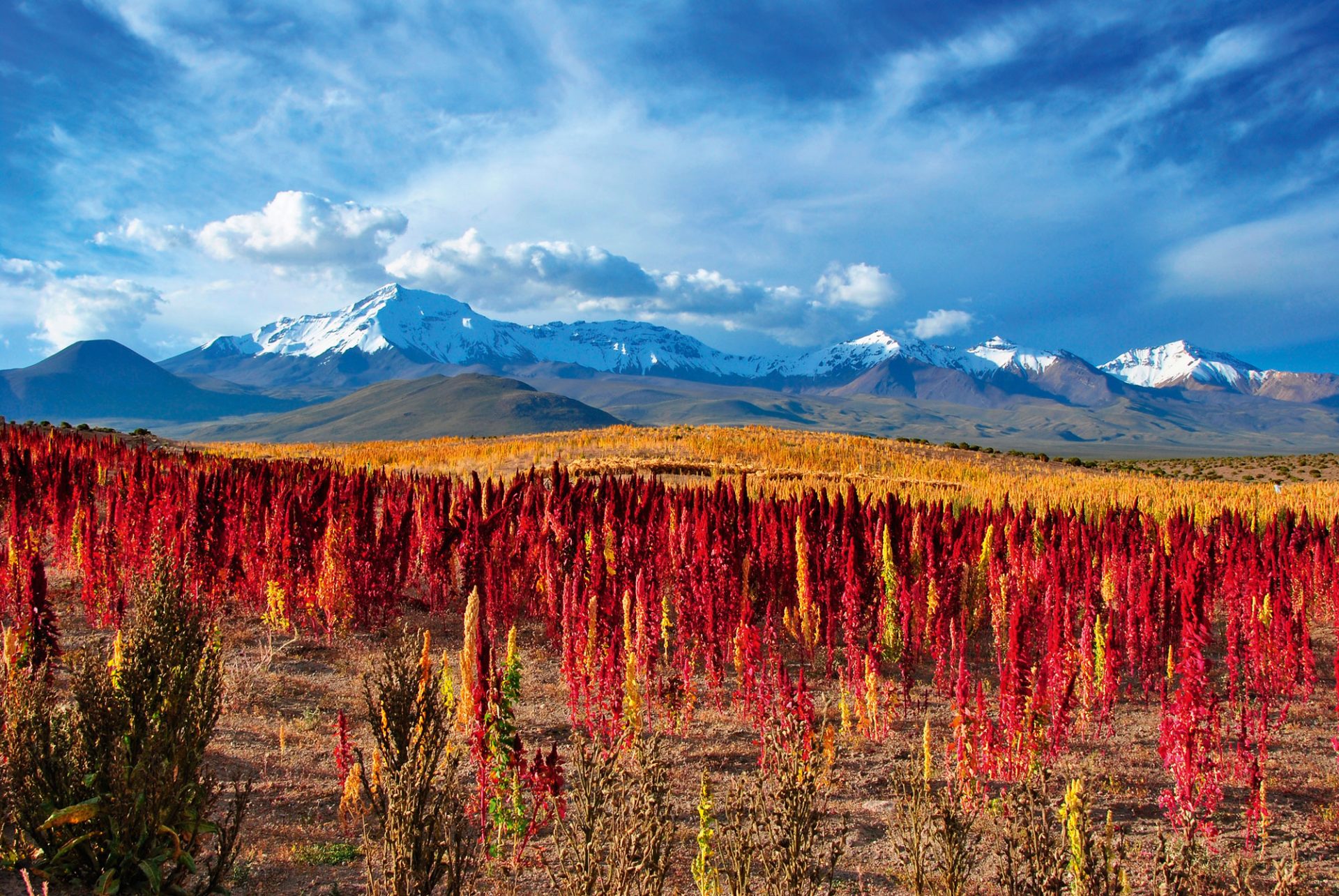 Quinoa, Chilequinoa-i-chile