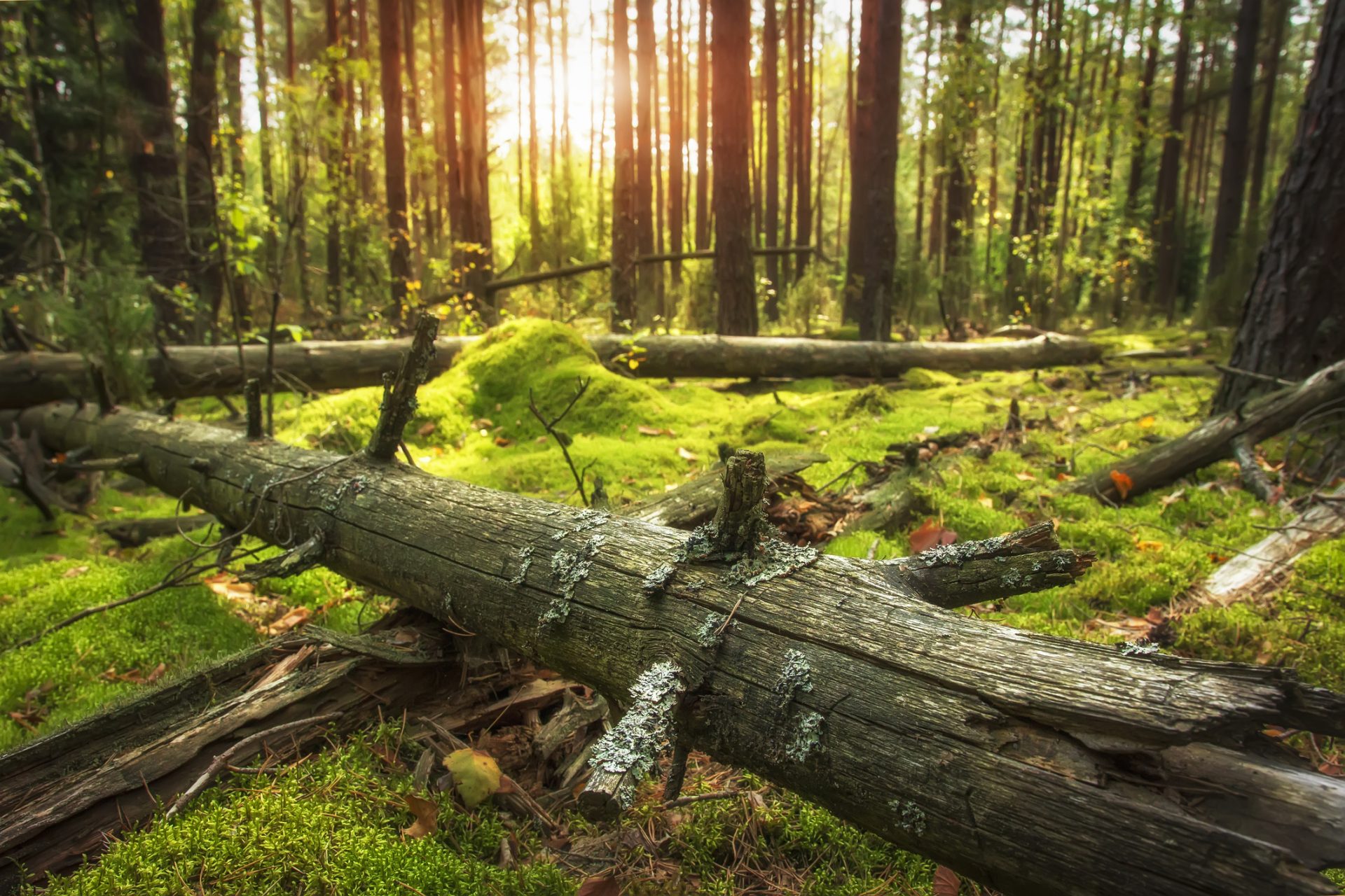 Regnskog. Frodig skog i Norge