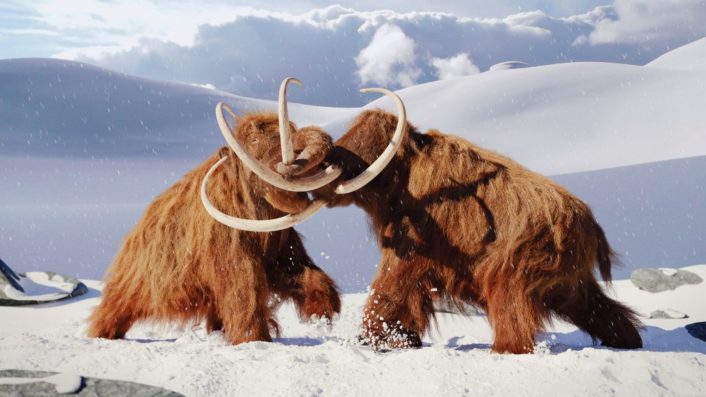 To mammuter som slåss med hverandre i en vinterlandskap