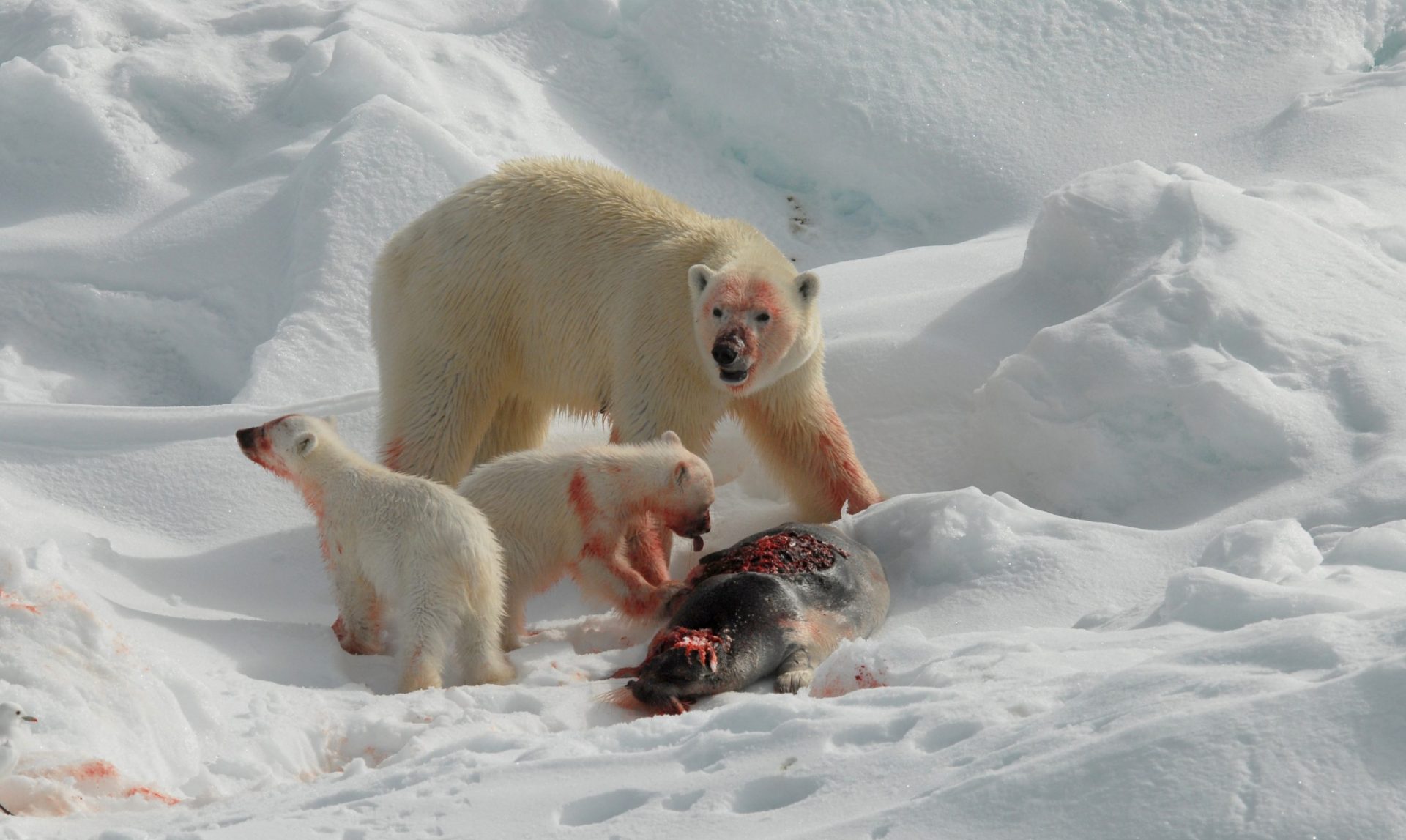 Медведи живут на севере. Белый медведь на Таймыре. Кроноцкий заповедник белый медведь. Белые медведи в Арктике. Арктический медведь.