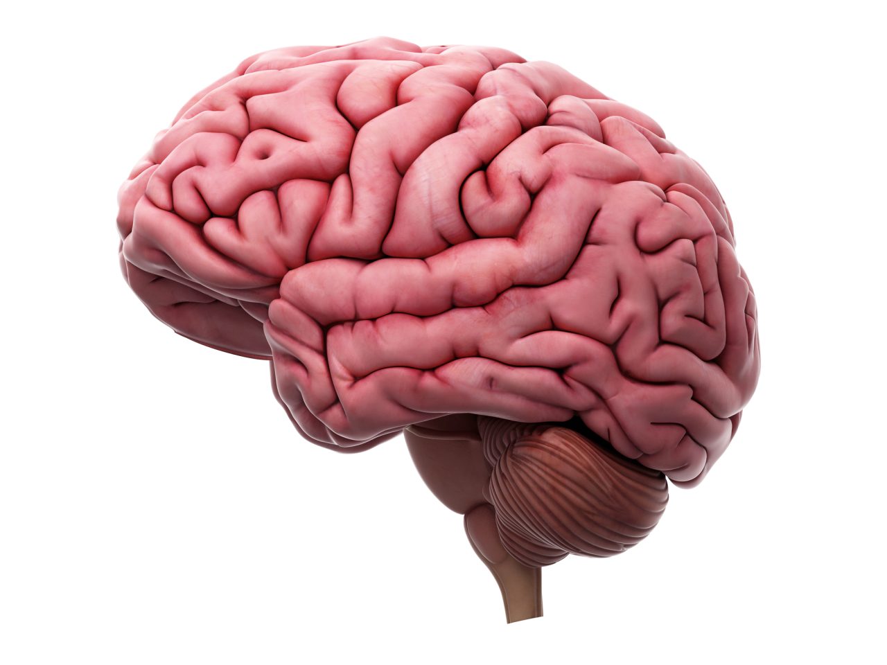 Menneskehjernen
