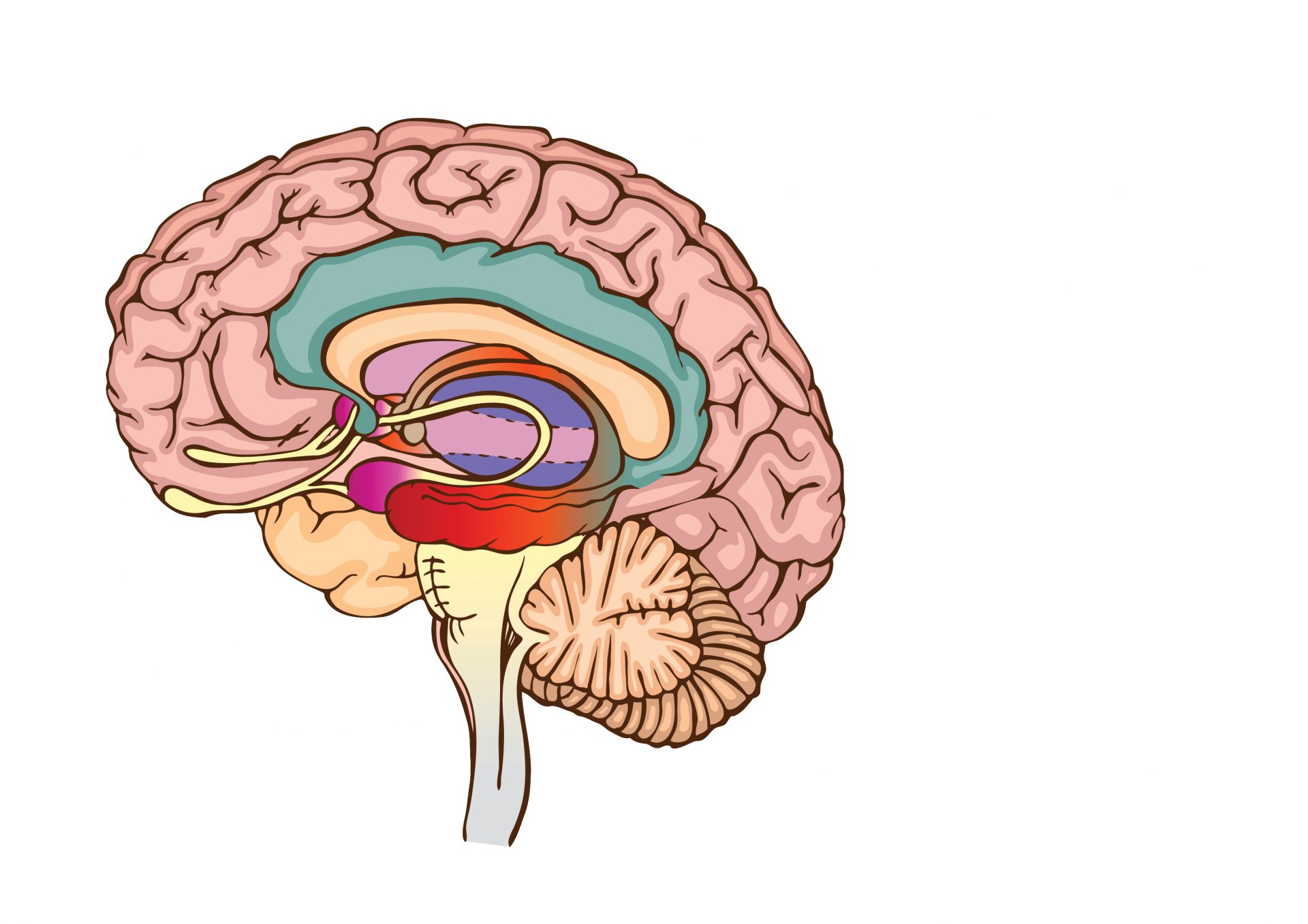 Illustrasjon av hjernen.