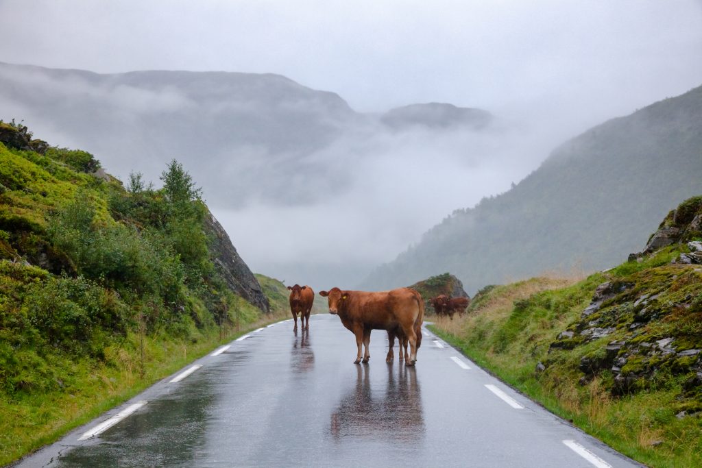 Norske kyr på på en fjellvei