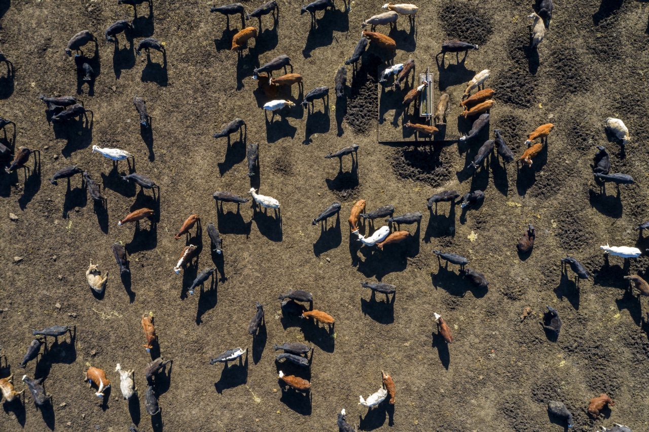 Flyfoto av storfe i Texas, USA