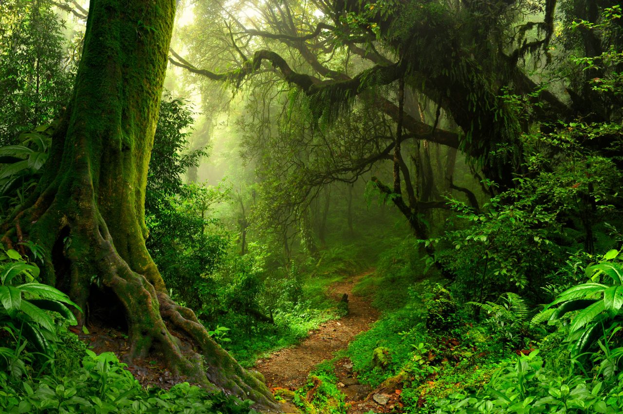 En sti som går igjennom en frodig og grønn skog.