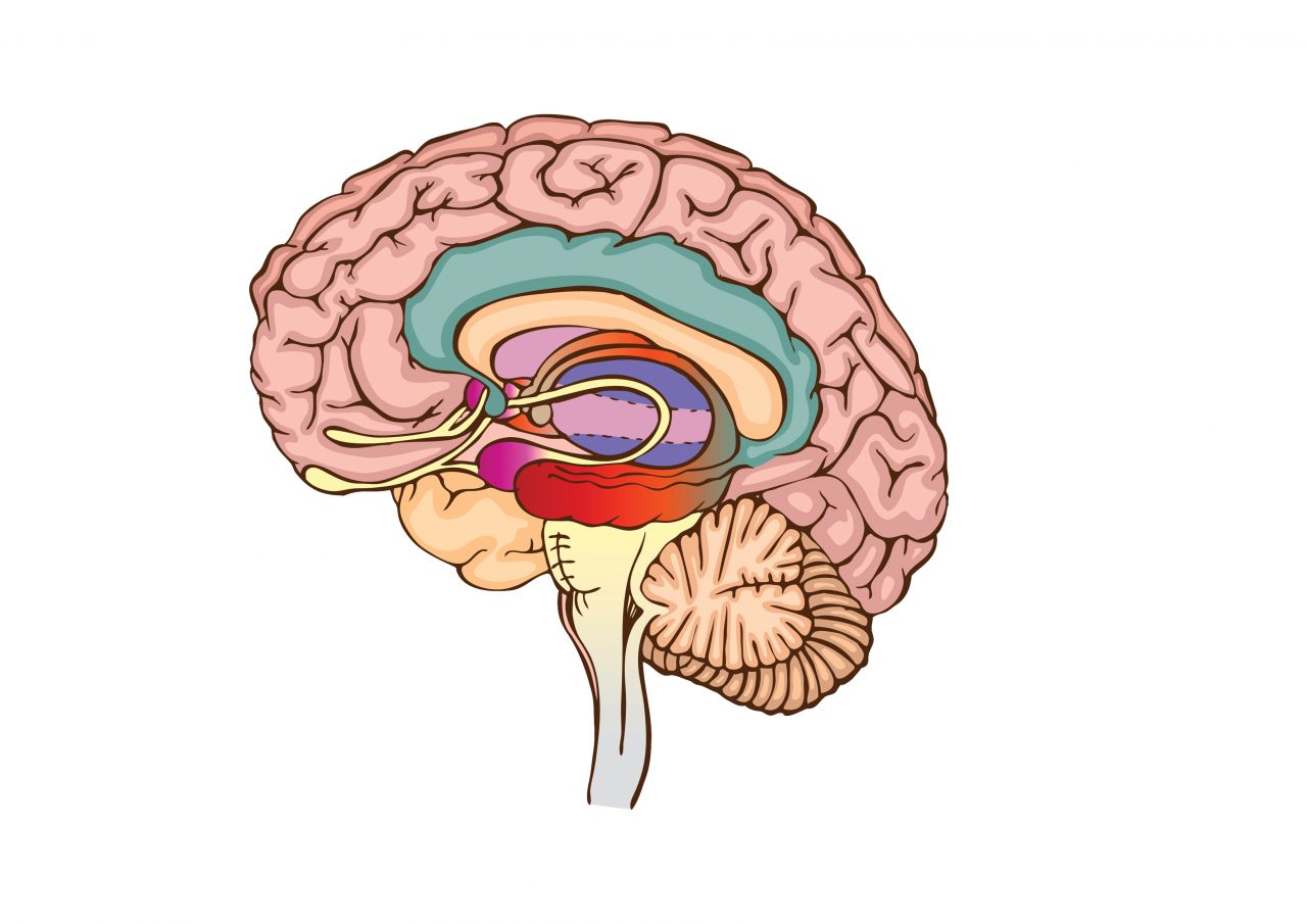 Illustrasjon av hjernen