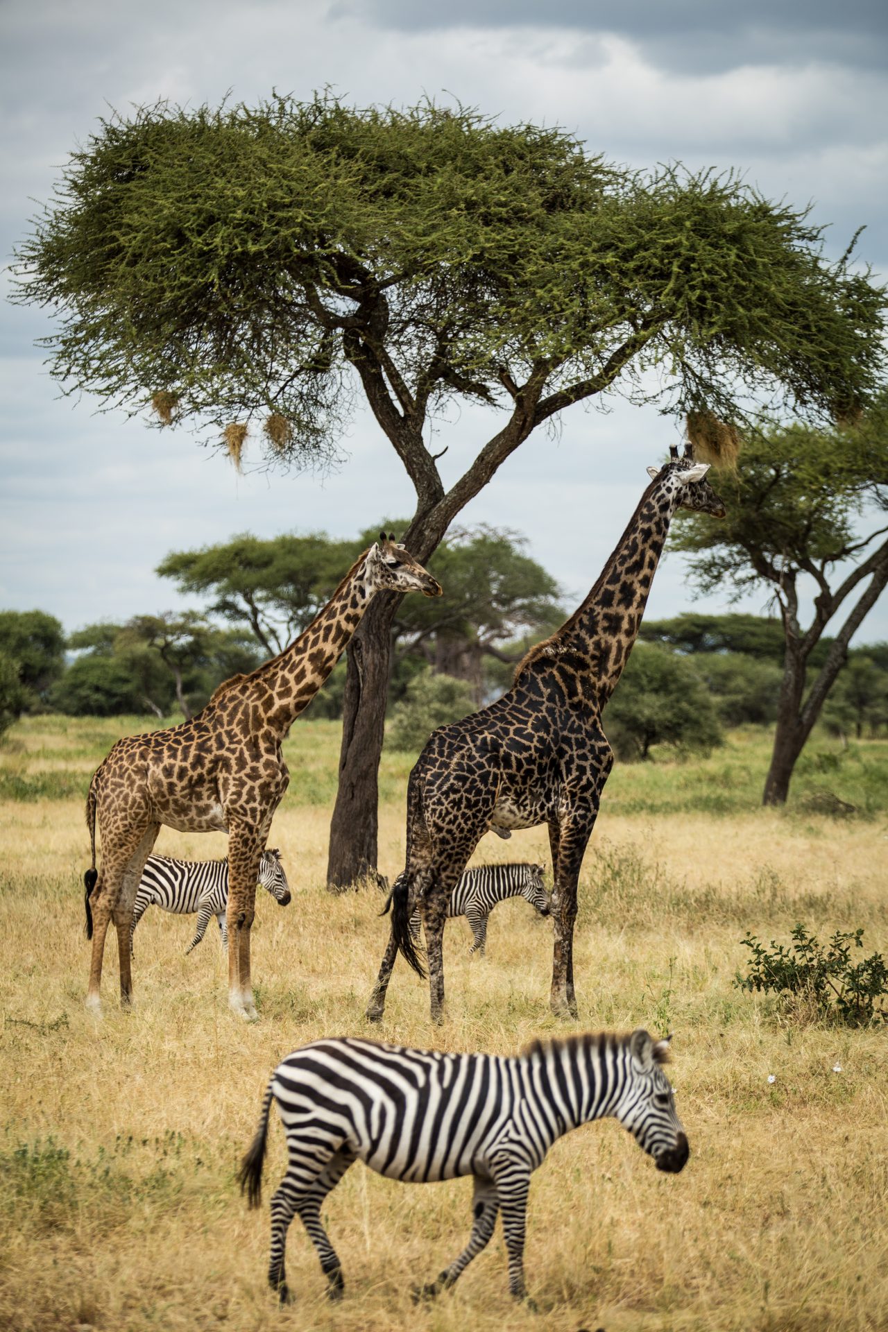 Serengeti i Tanzania