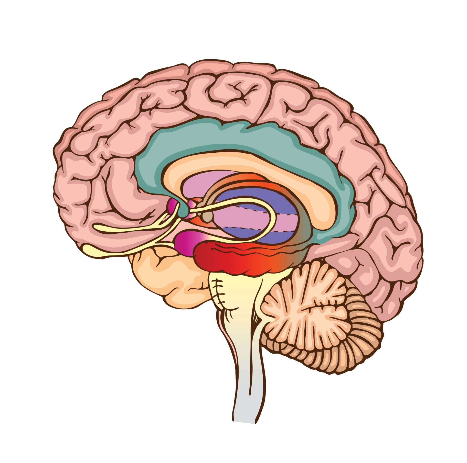 Железа мозга 7. Гипоталамус таламус гиппокамп. Лимбическая система гиппокамп миндалевидное тело. Гиппокамп, поясная извилина, миндалевидное тело. Гиппокамп гипофиз гипоталамус.