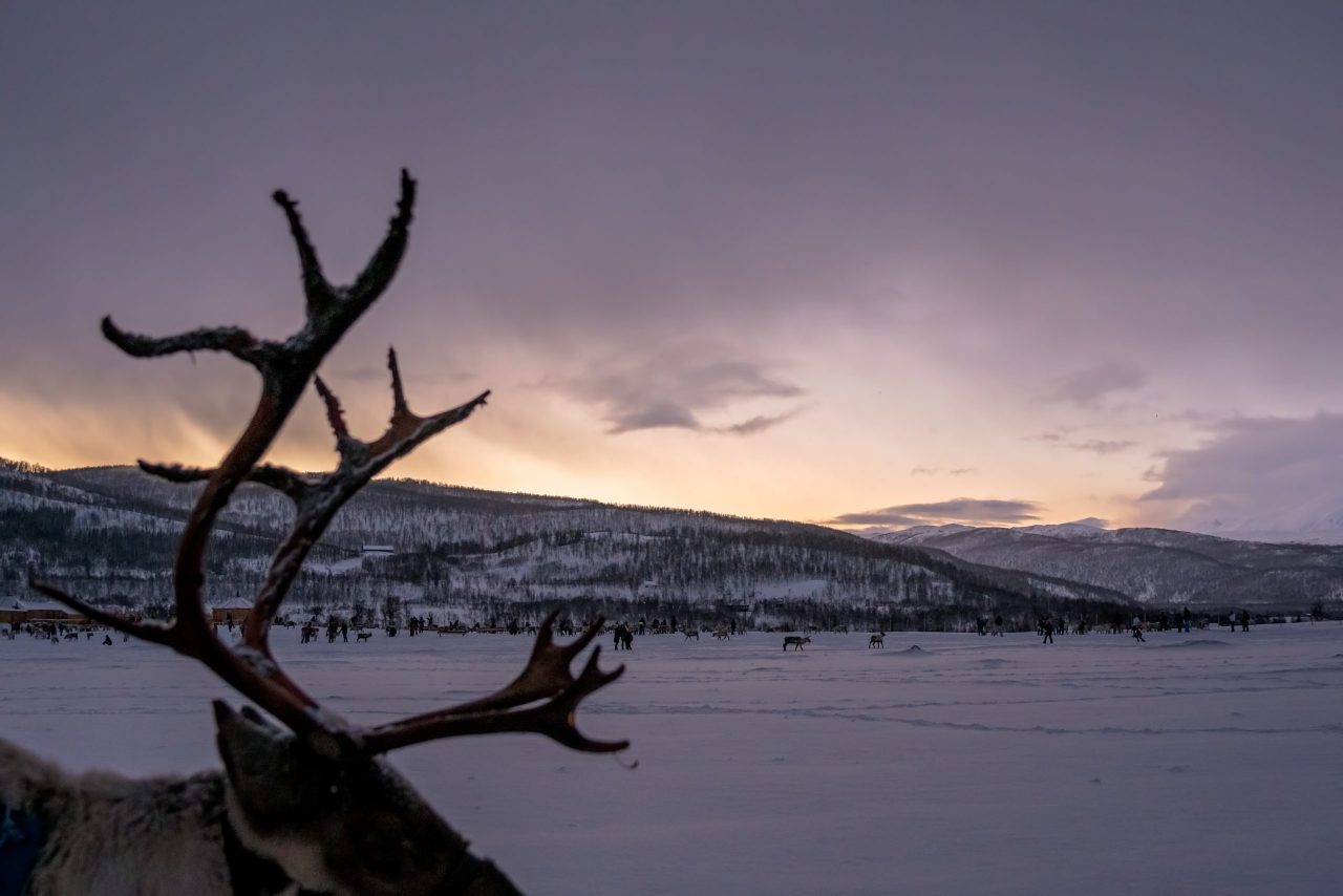 Reinsdyr i Tromsø