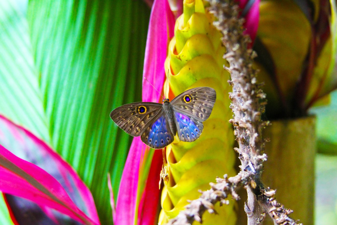 En fargerik sommerfug i regnskogen