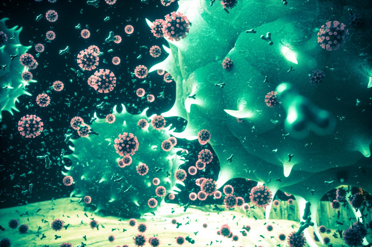 Hvite blodceller som dreper korona virus