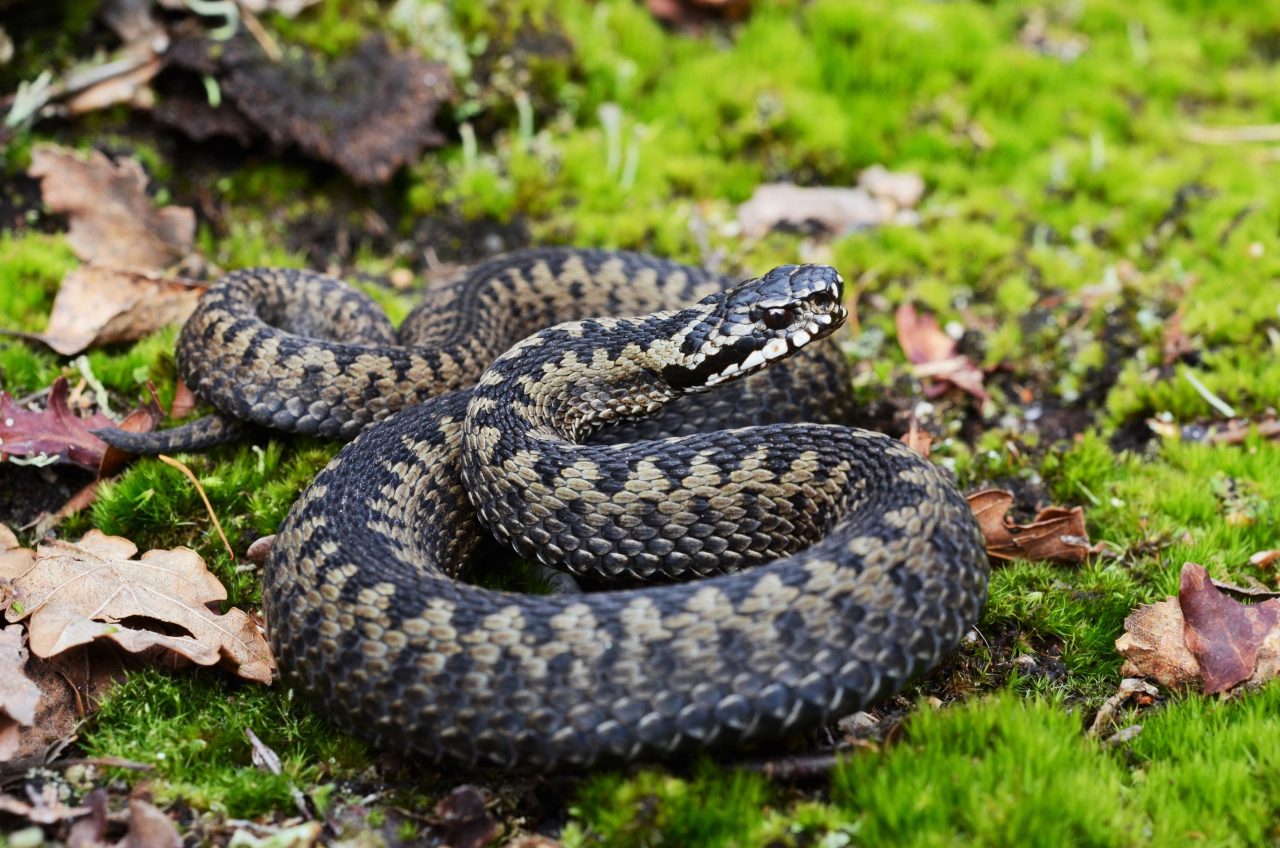 Bilde av en slange som ligger i gresset med hode løftet