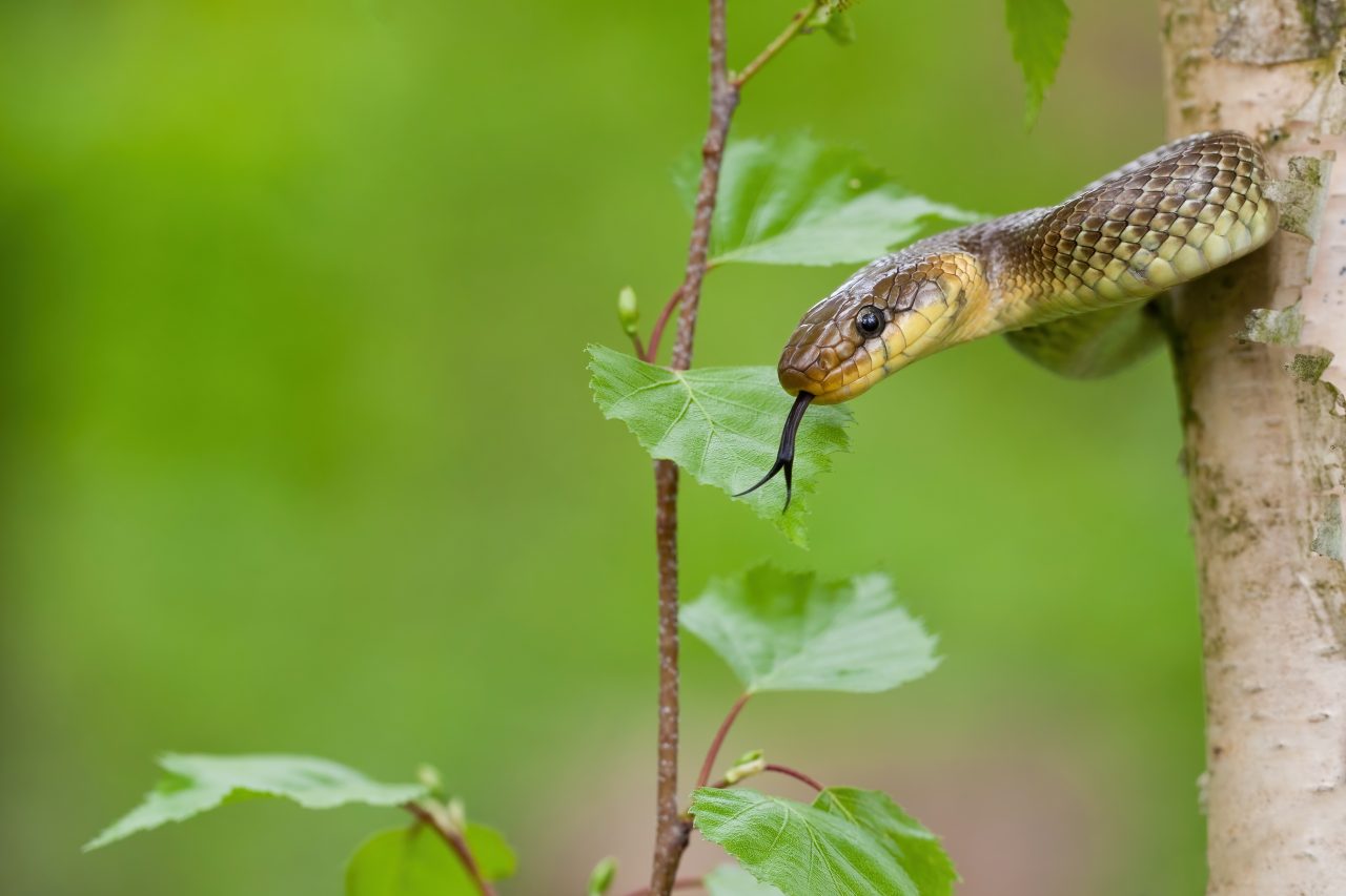 Slange som står i et tre med tungen ute