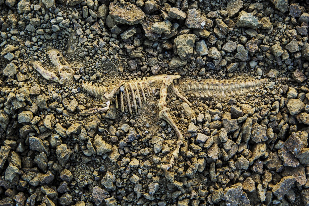 T-Rex fossil