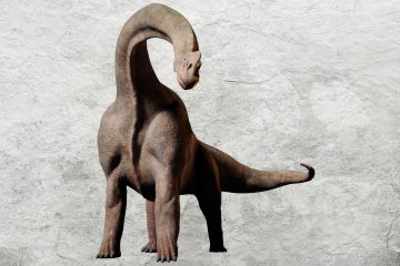 Brachiosaurus mot lys steinbakgrunn