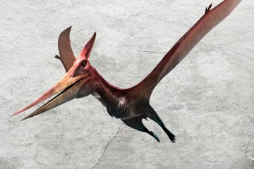 Pteranodon mot lys steinbakgrunn