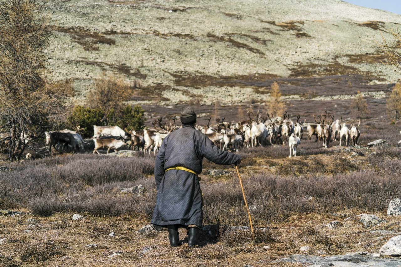 Mann som gjeter rein i Mongolia