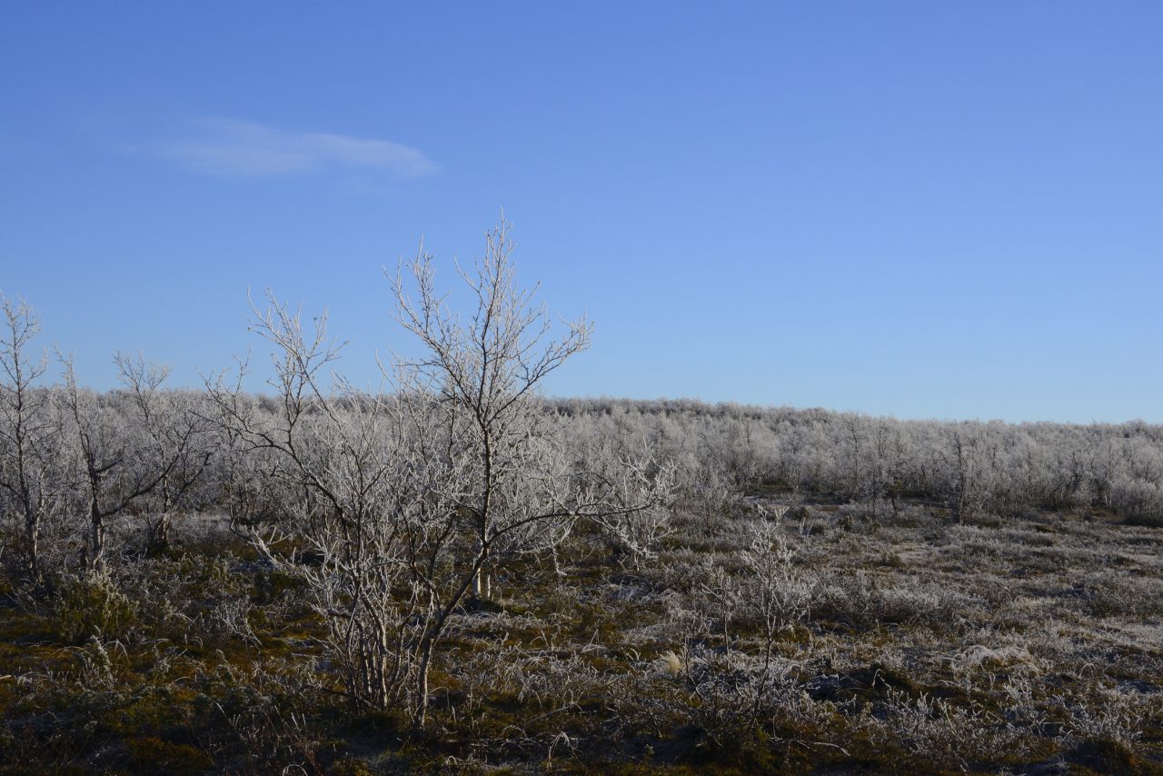 Trær og busker med rim på vidda i Finnmark.