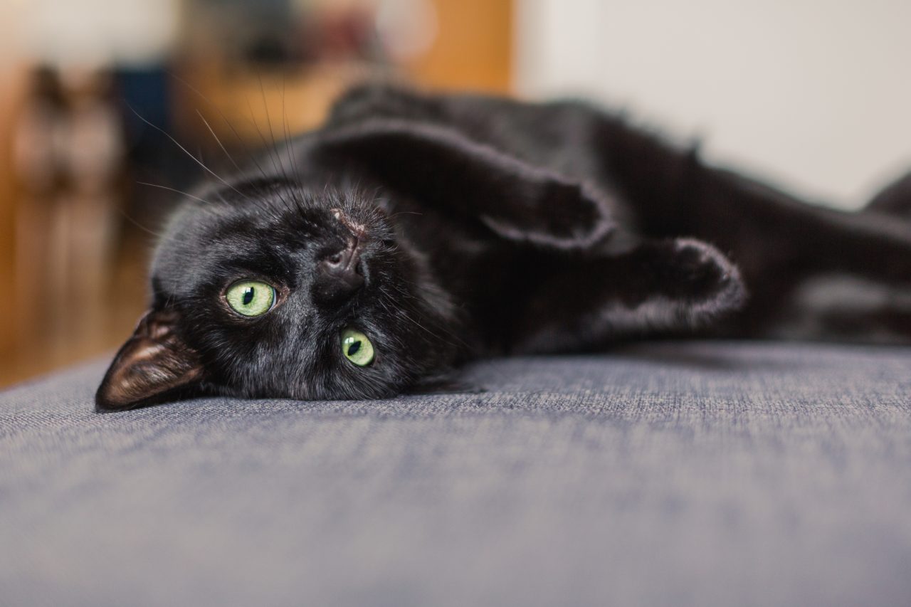 En svart katt ligger på en grå sofaen og ser inn i kamera.