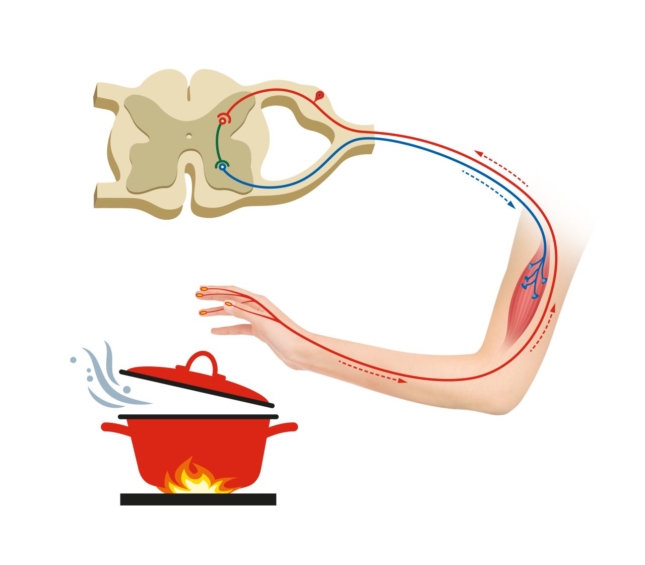 Illustrasjon som viser nervesystemet i en arm hvis du tar på noe som er varmt.