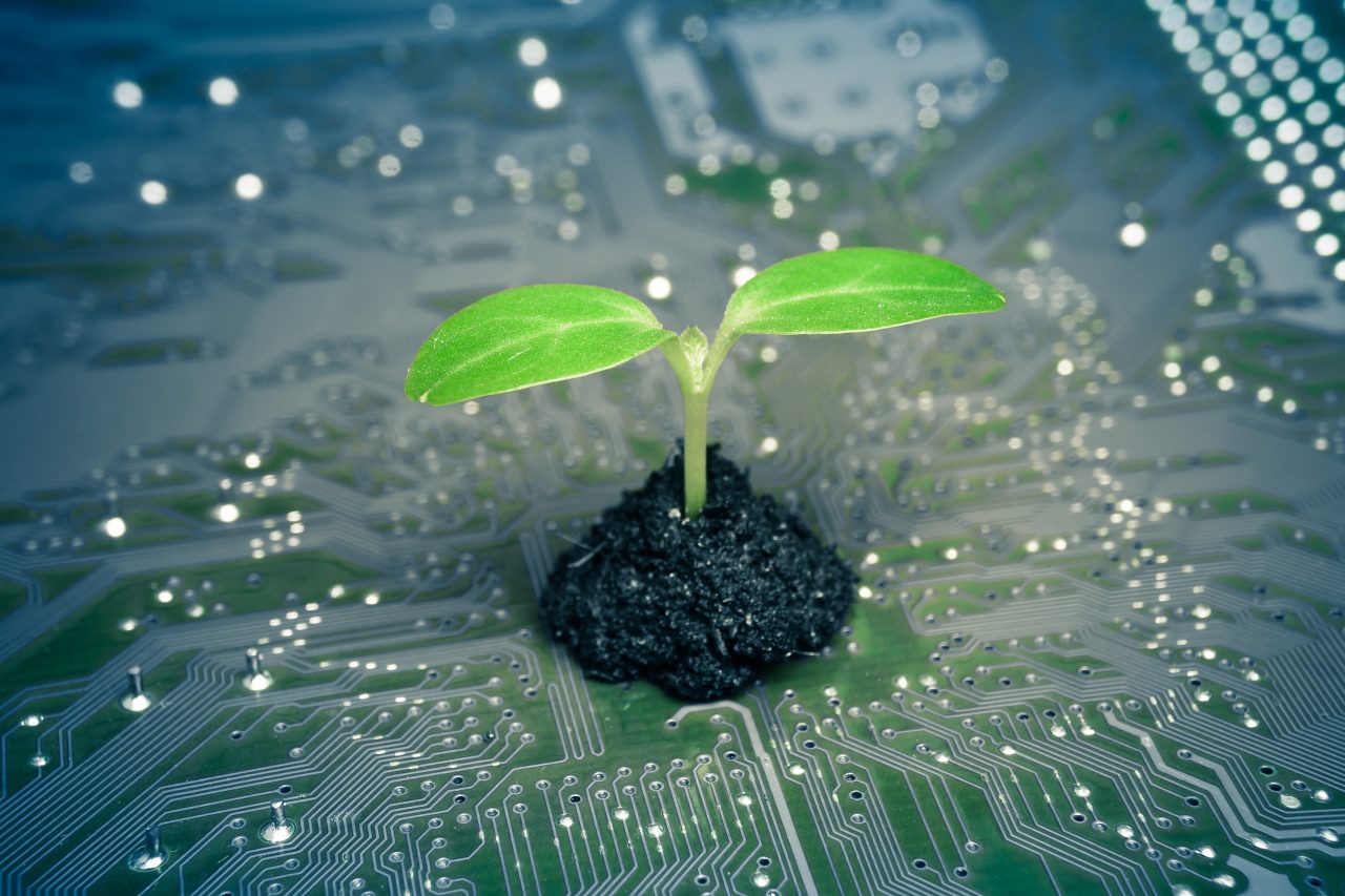 En grønn plante vokser opp fra et nettverkskort fra en datamaskin.