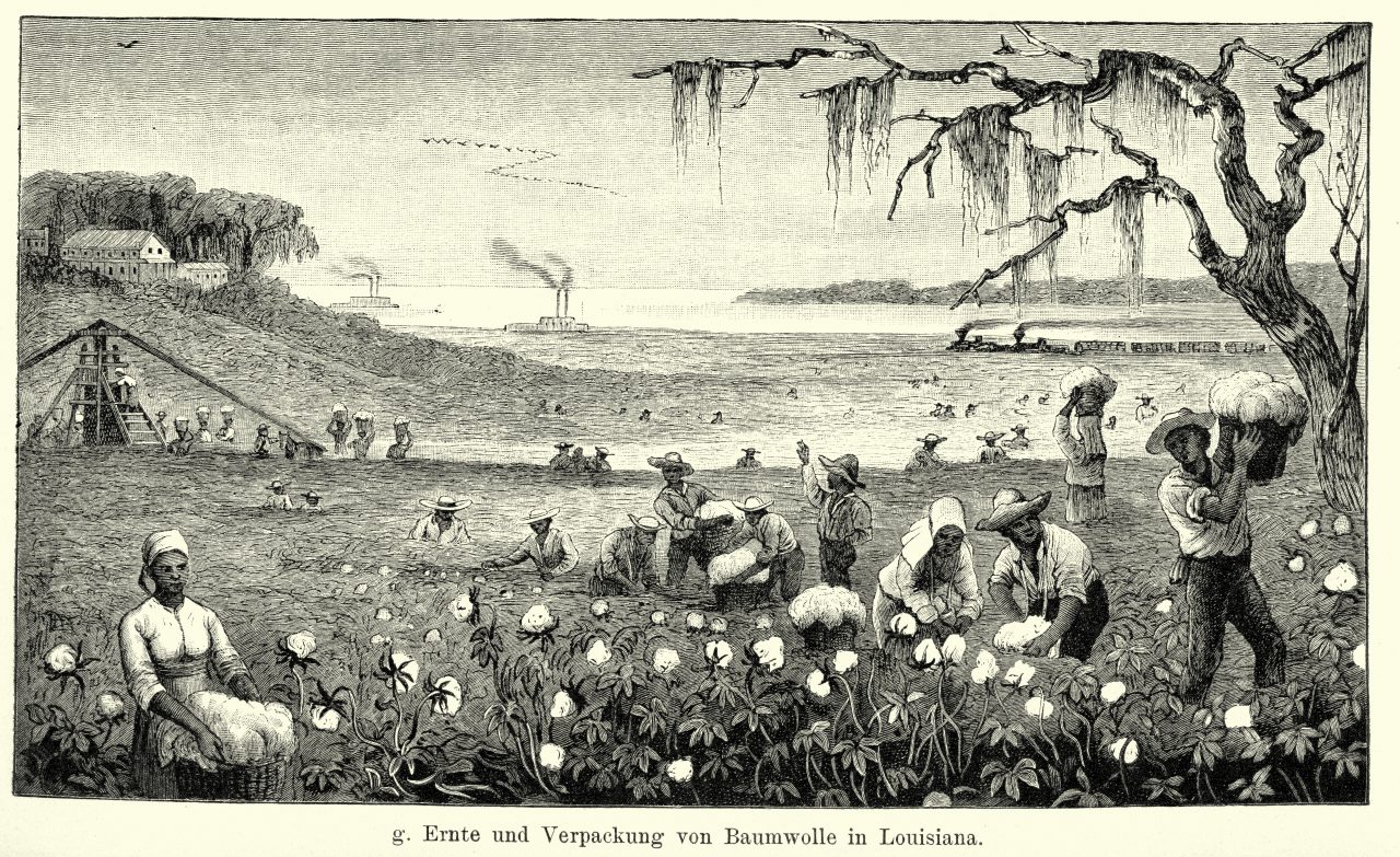 Gulnet tegning av slaver som jobber på en bomullsplantasje.