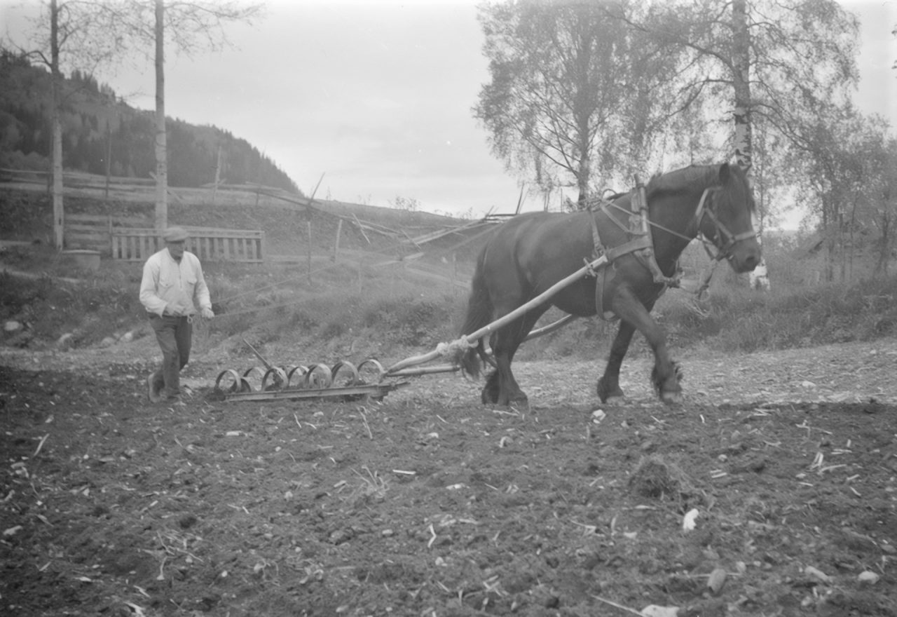 Harving med fjærharv i Gausdal ca. 1960