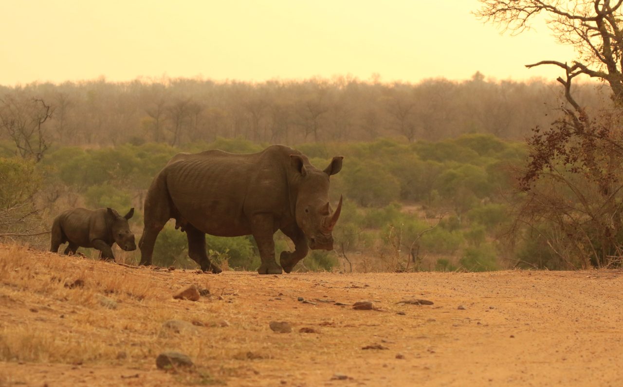 Stumpnesehornmamma og kalv på den afrikanske savannen