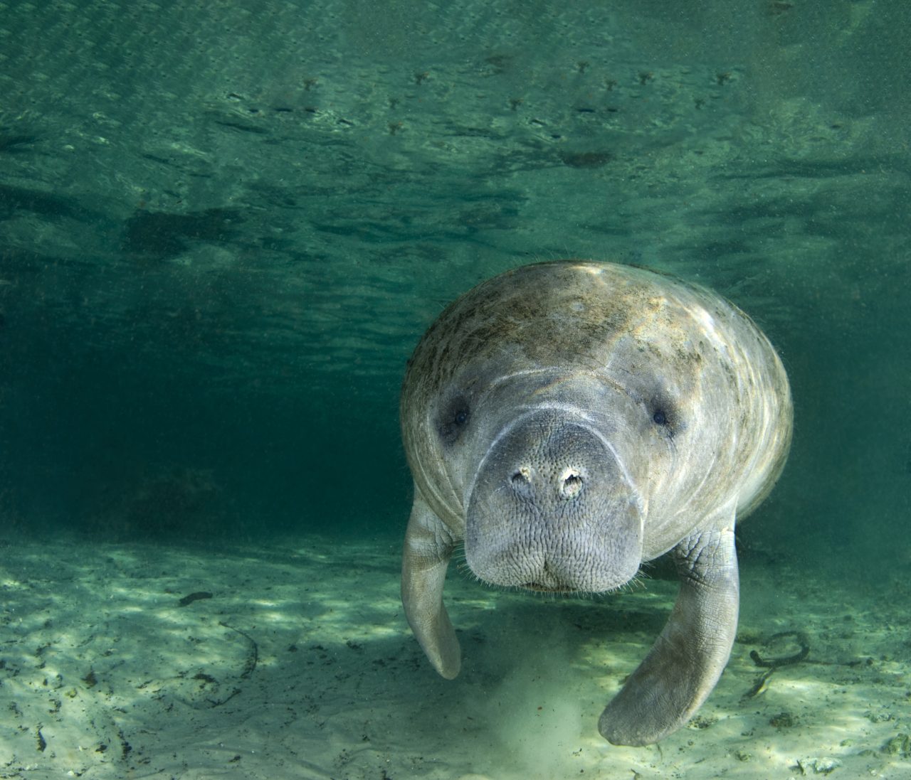 Sjøku svømmer i Crystal river, Florida