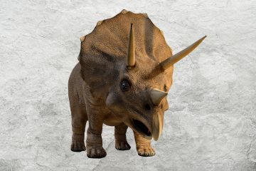 Triceratops mot lys steinbakgrunn