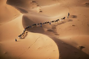 En kolonne med kamerler går over Sahara-ørkenen.