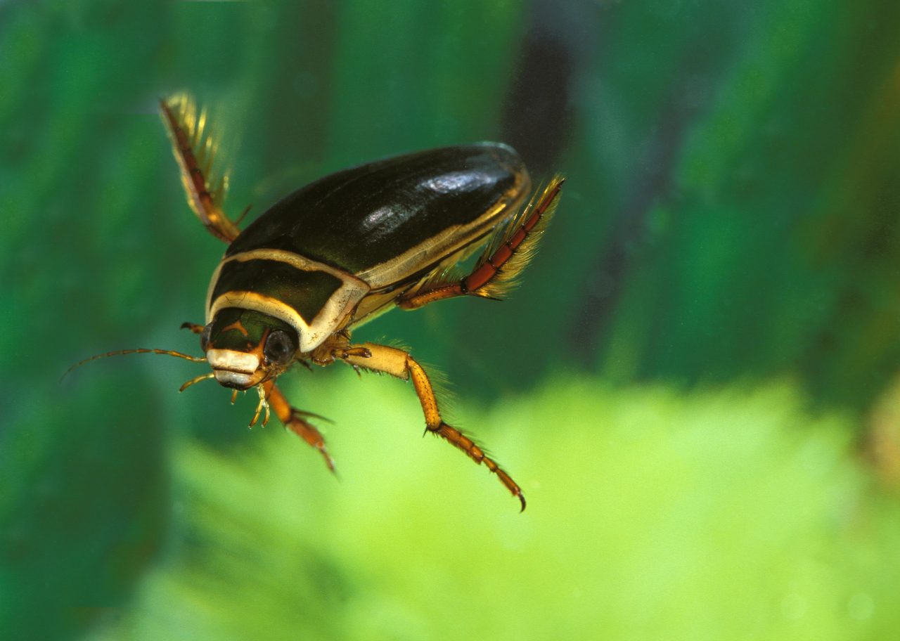Great Diving Beetle, dytiscus marginalis, adult standing in a pond