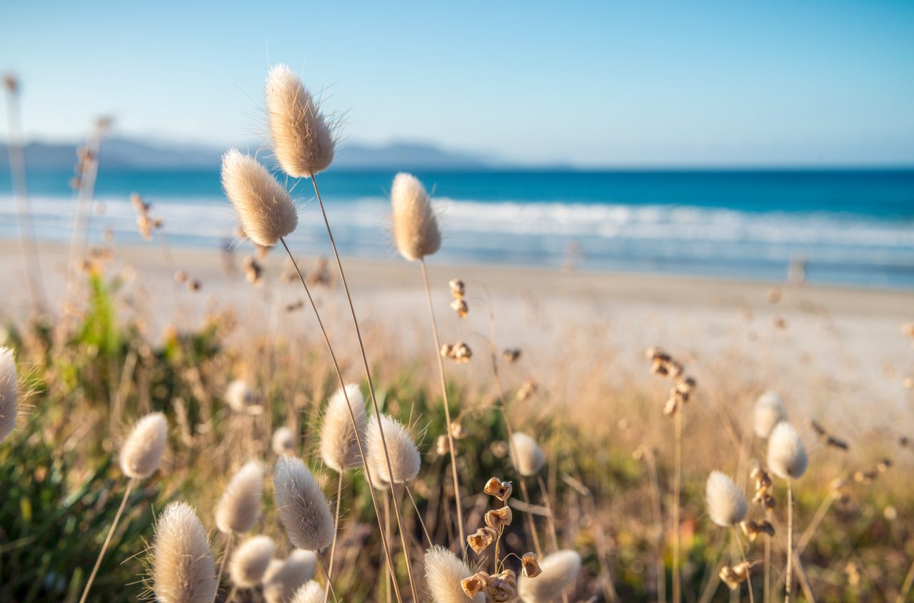 Gress og strå på en strand på New Zealand