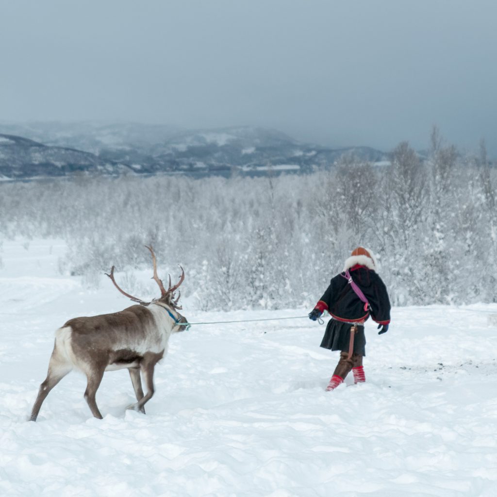 Samisk person leier et regnsdyr over et snøkledd landskap