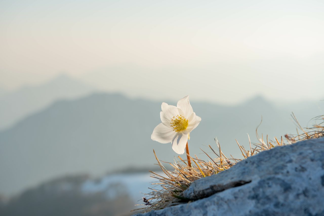 En enslig julerose blomstrer på frossen mark.