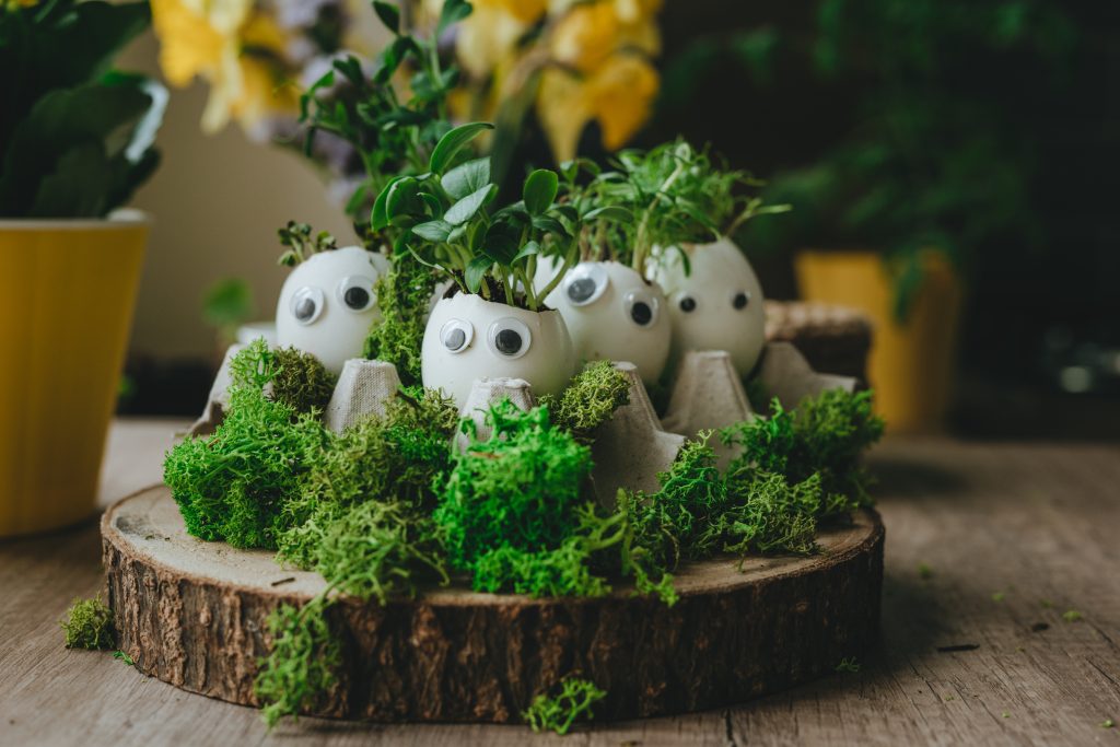 En eggekartong fylt med eggeskall som har fått øyne og planter oppi seg.