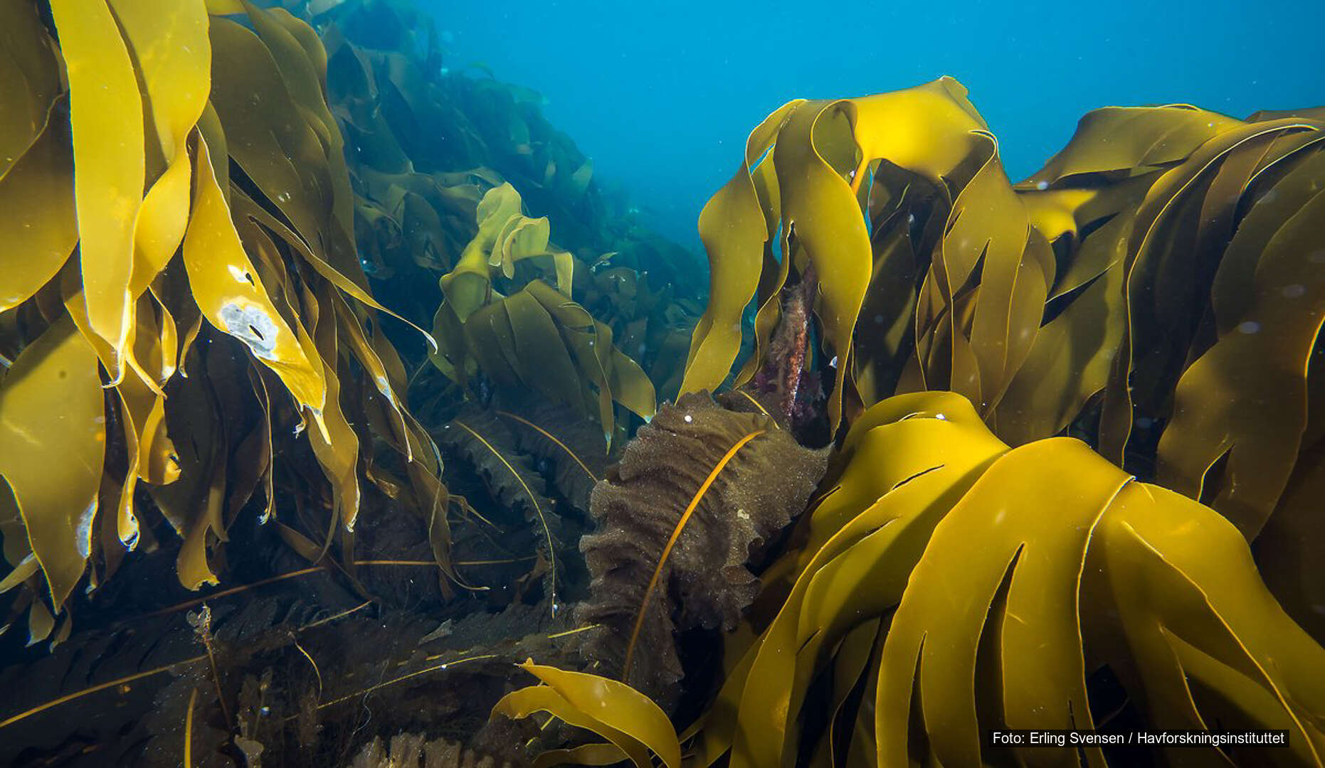 Stortareskogene er viktige leveområder