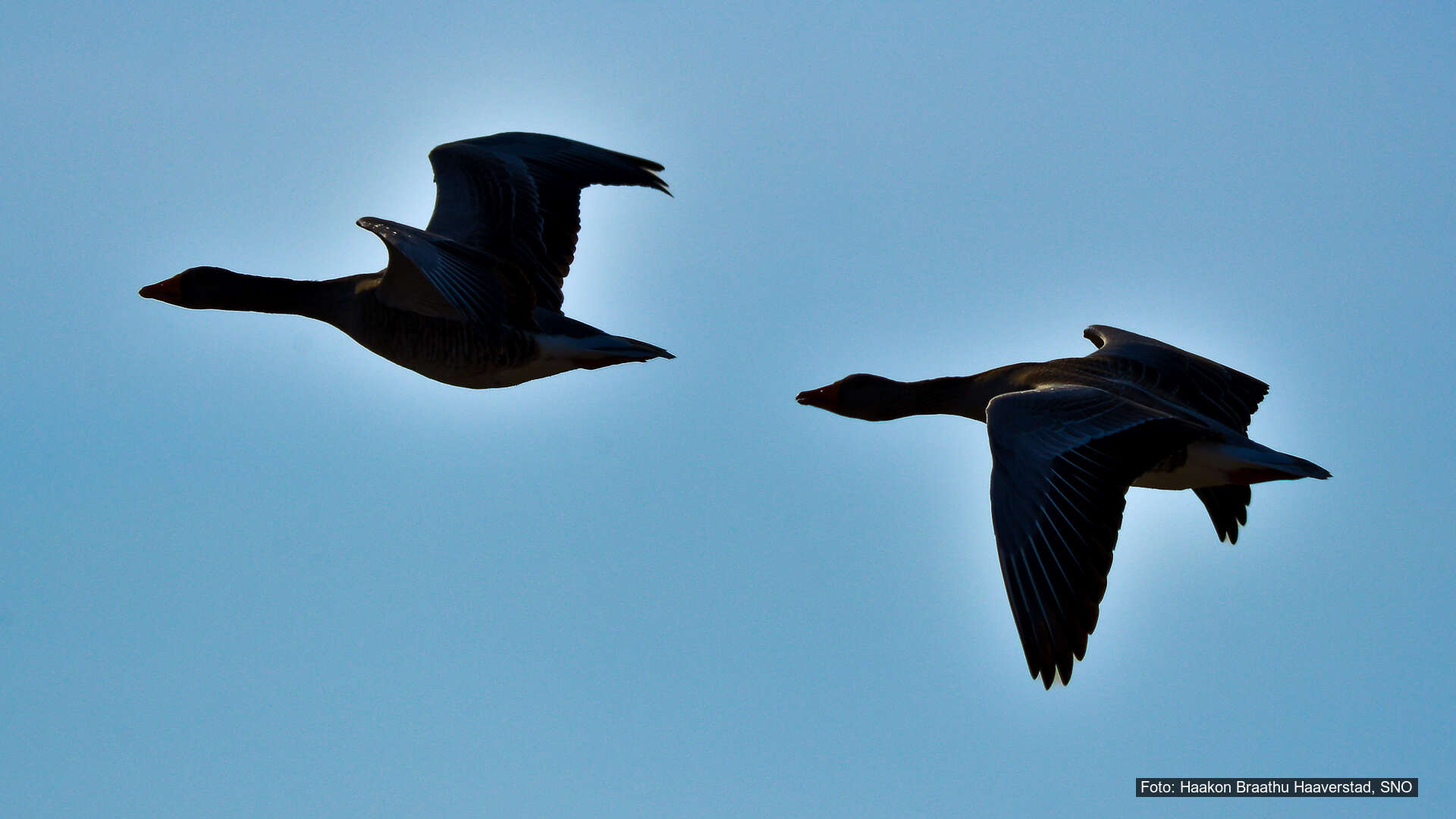 Sjøfugler og leveområder i Oslofjorden