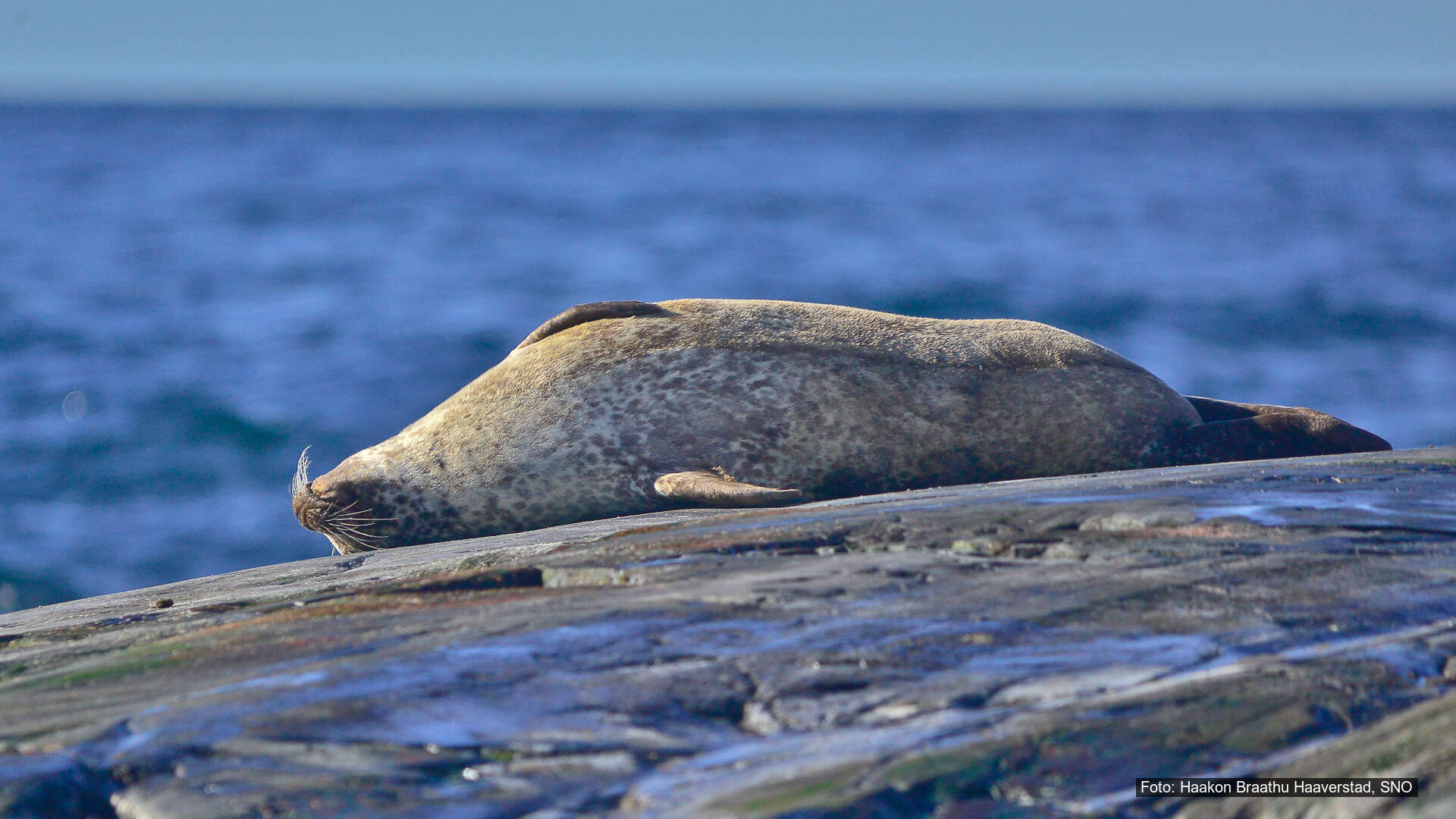 Steinkobbe, nise og andre sjøpattedyr i Oslofjorden