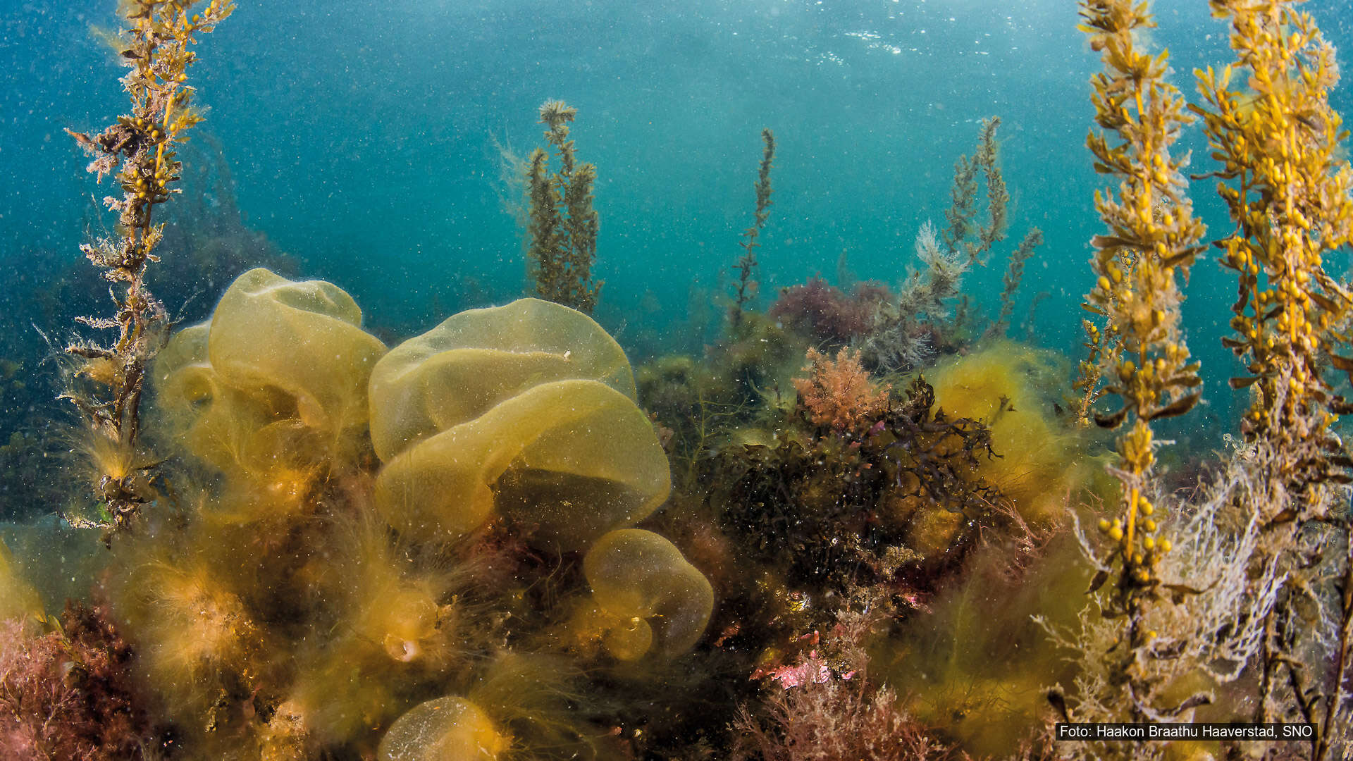 Innsatsområde 4 – Ivareta sårbare arter, naturtyper og kulturminner