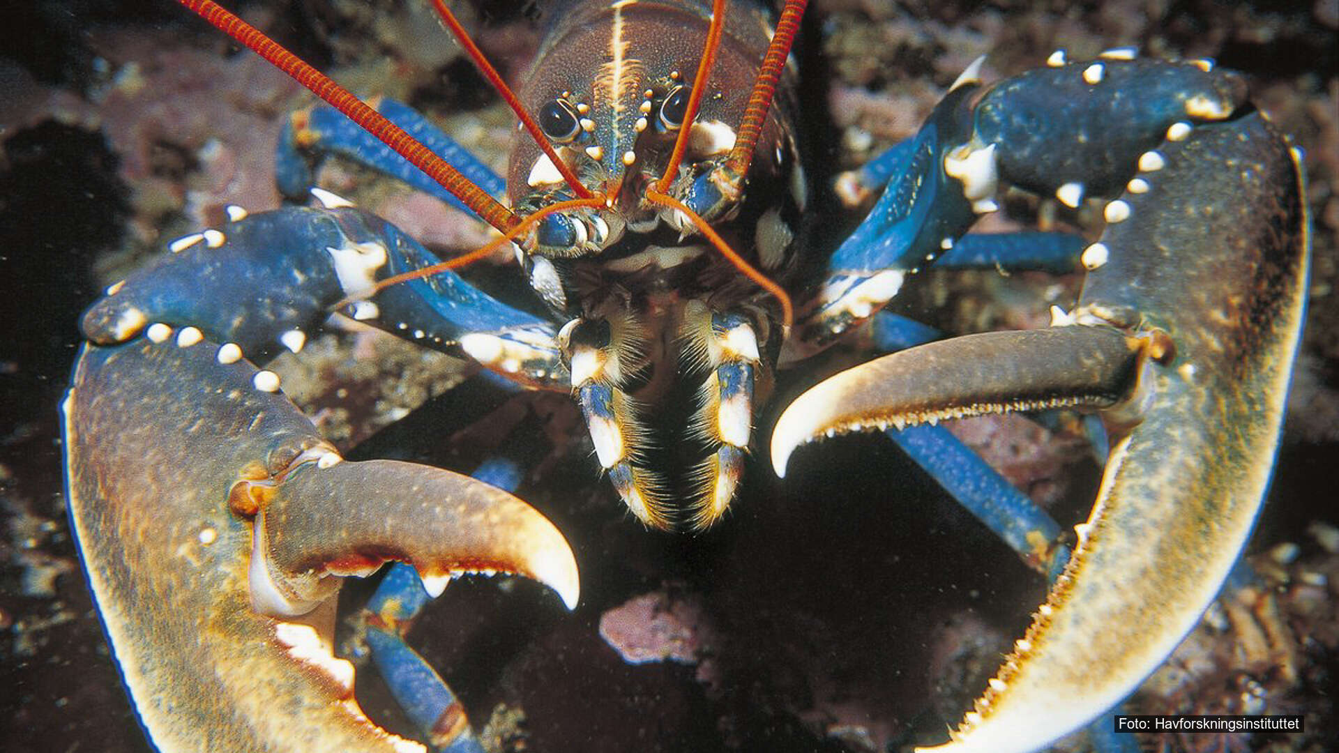 T22-Etablere fredningsområde for hummer