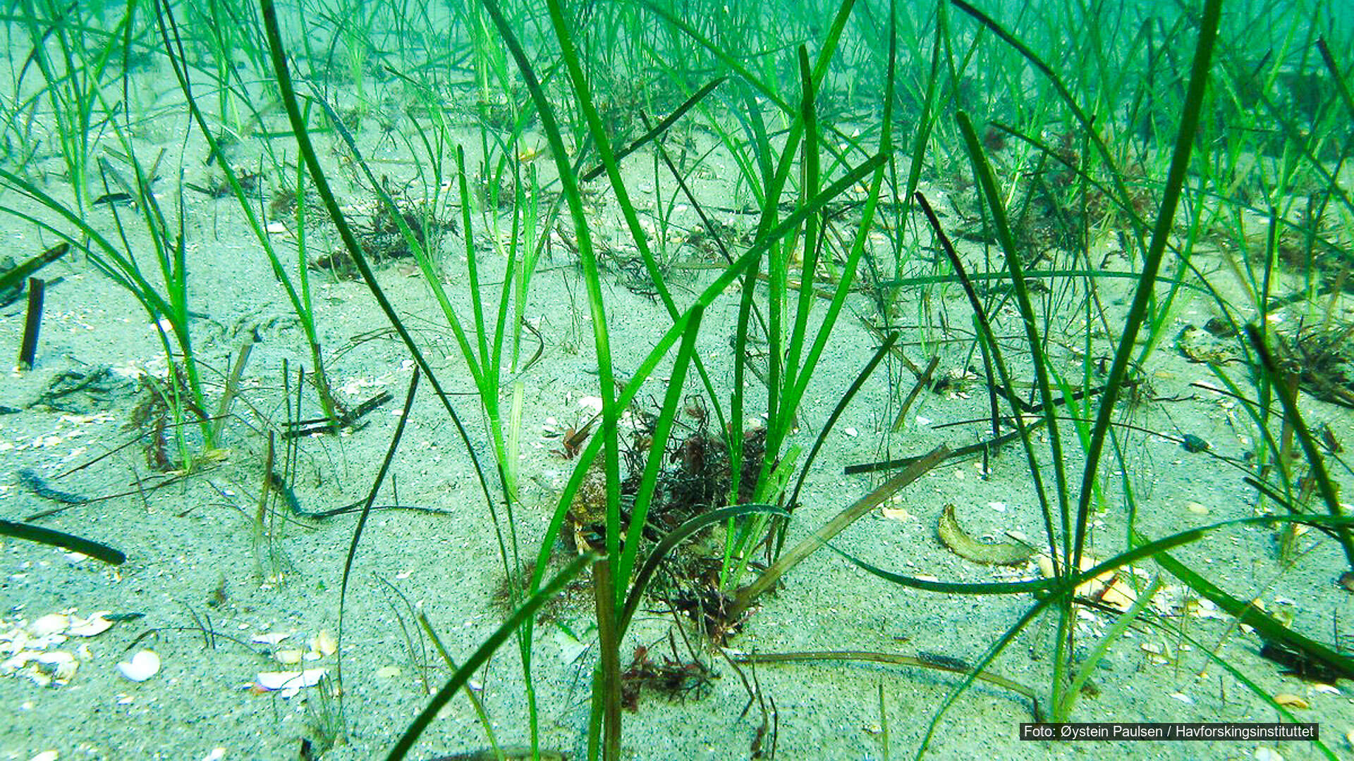 T24-Fraråde etablering av sandstrender