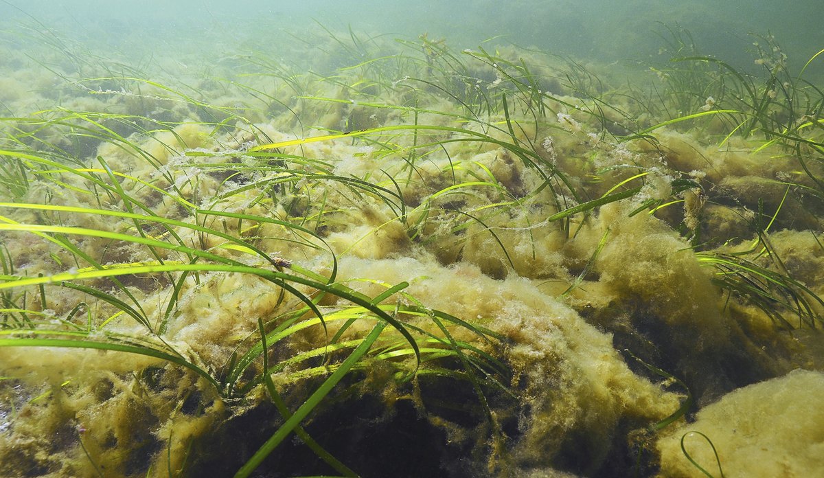 Hvordan lurv påvirker livet i Oslofjorden