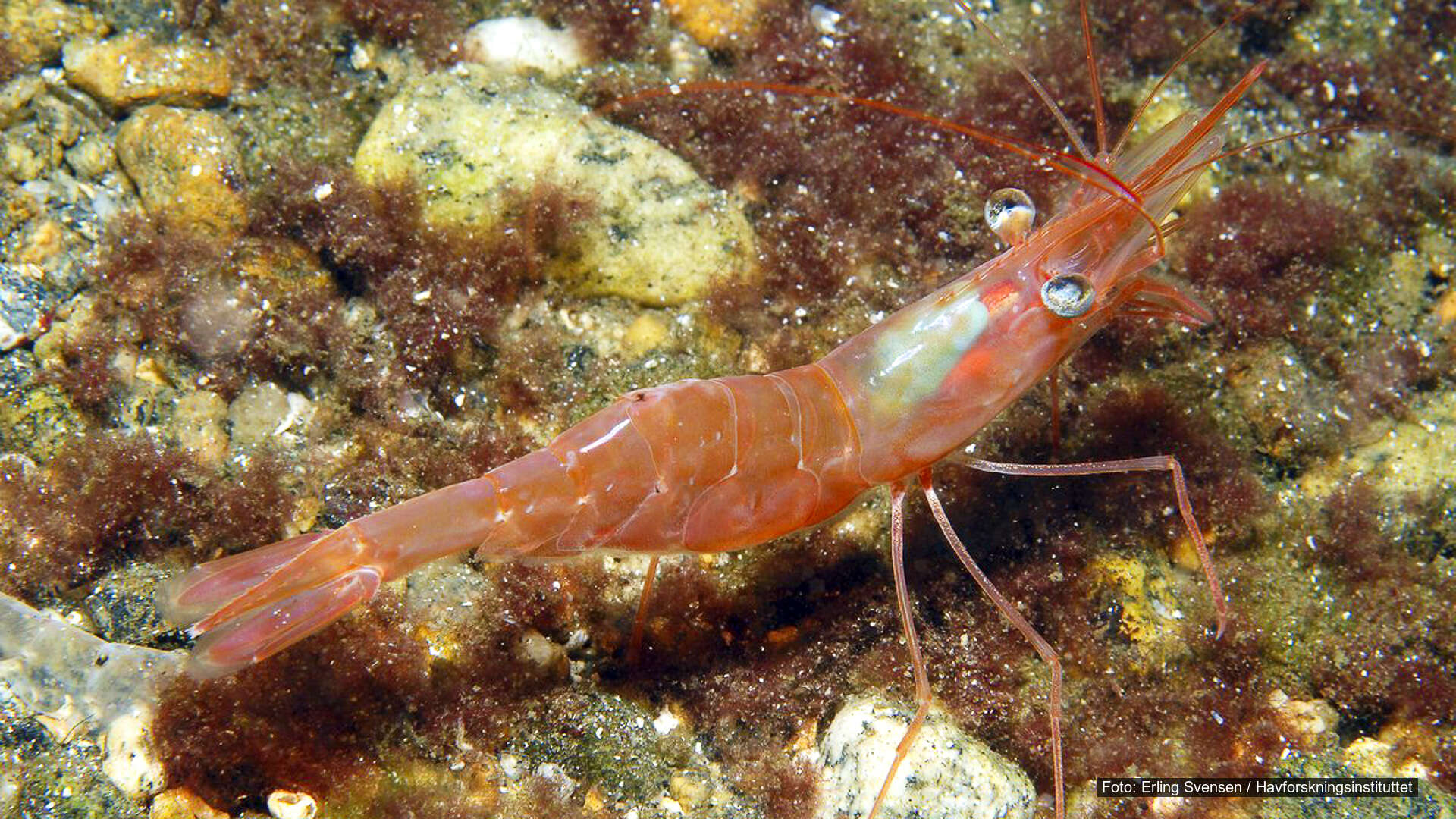 Krepsdyr i Oslofjorden – hummer og reke