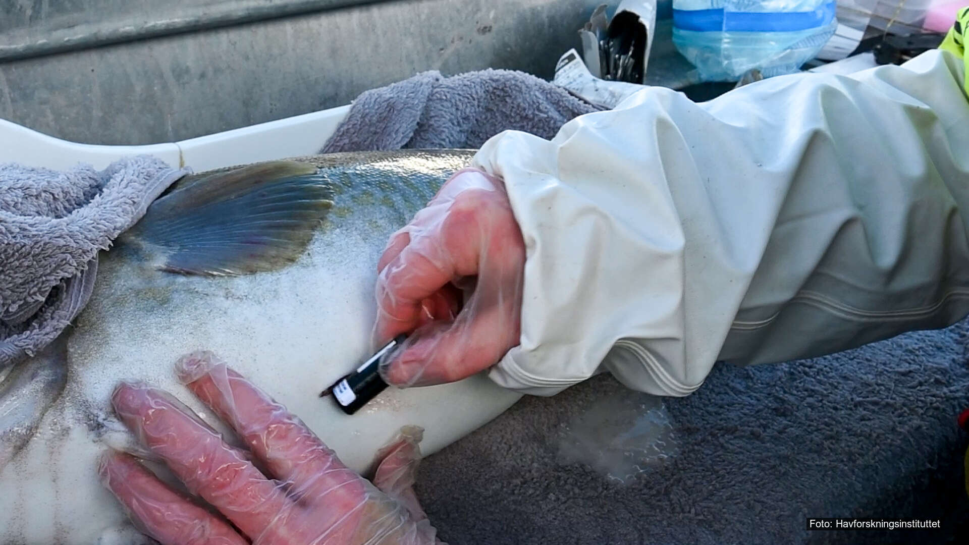 Fiskebestanden historisk lav