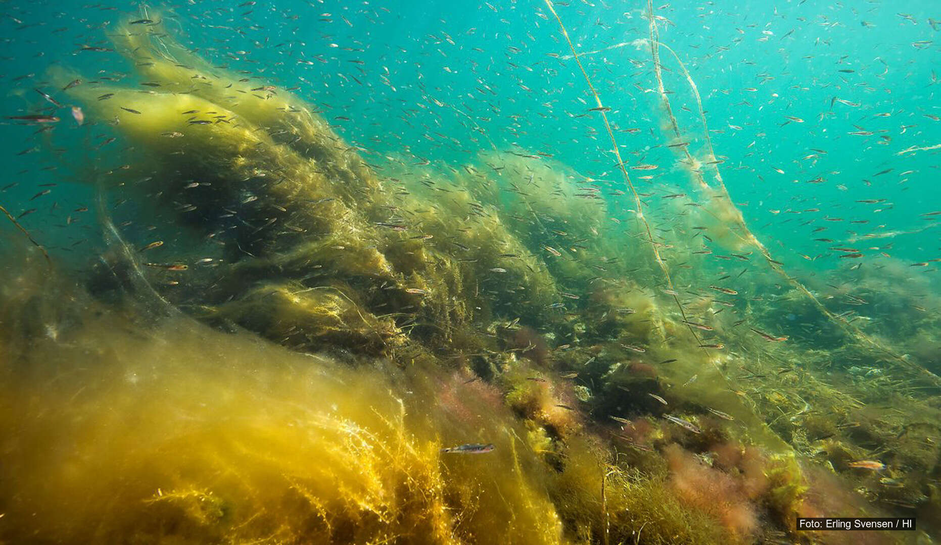 Naturtyper (og lurv)