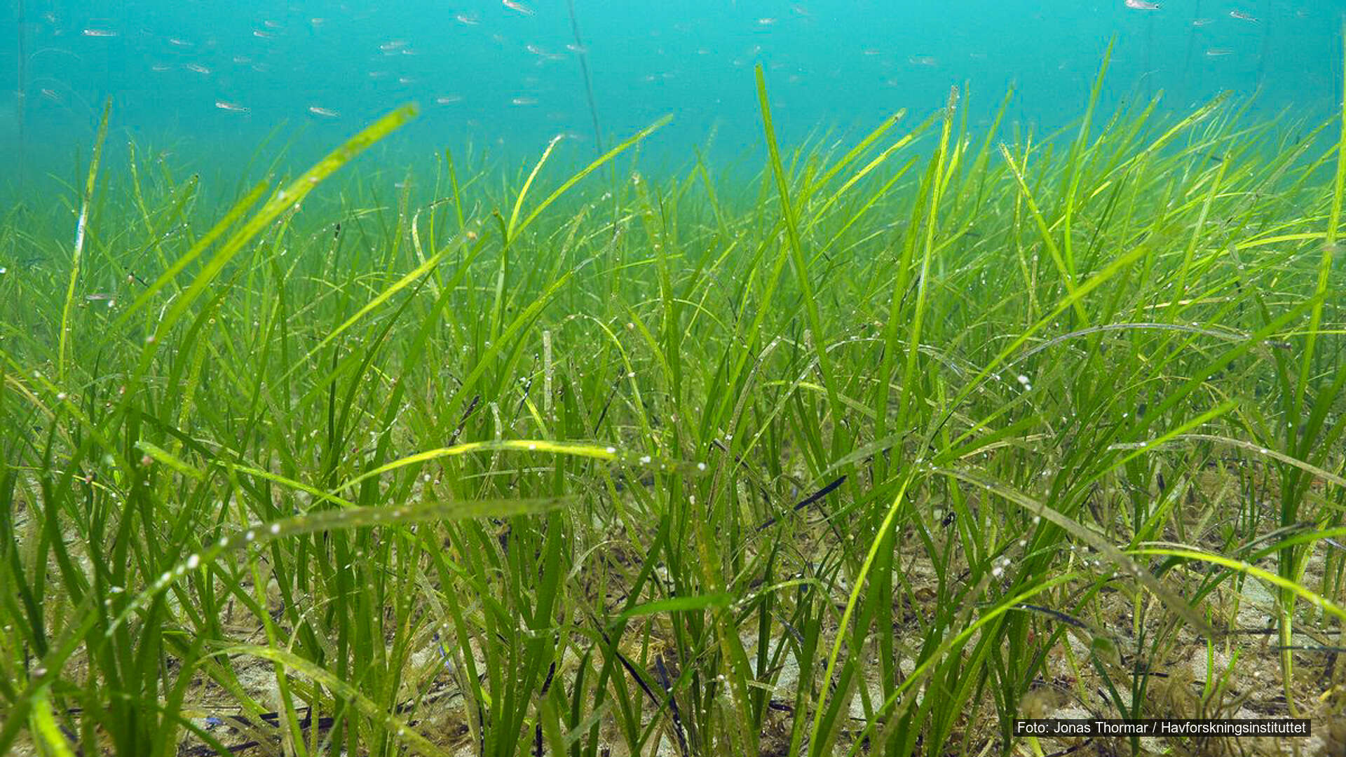 Ålegrasenger – fjordens skjulte skoger