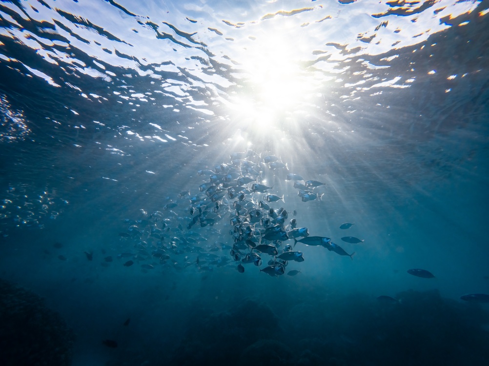 Fiskarter som vandrer mellom elv og sjø