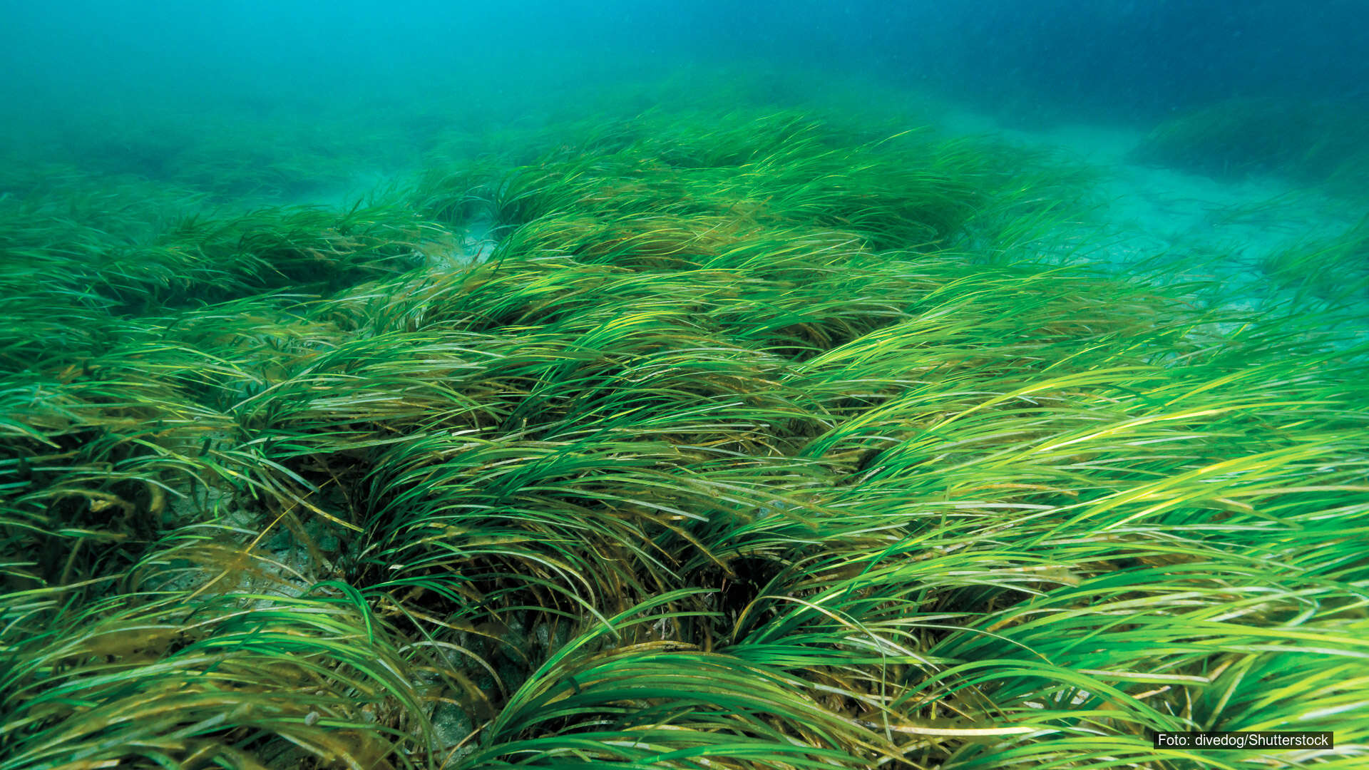 Innsatsområde 5 – Restaurering av naturverdier