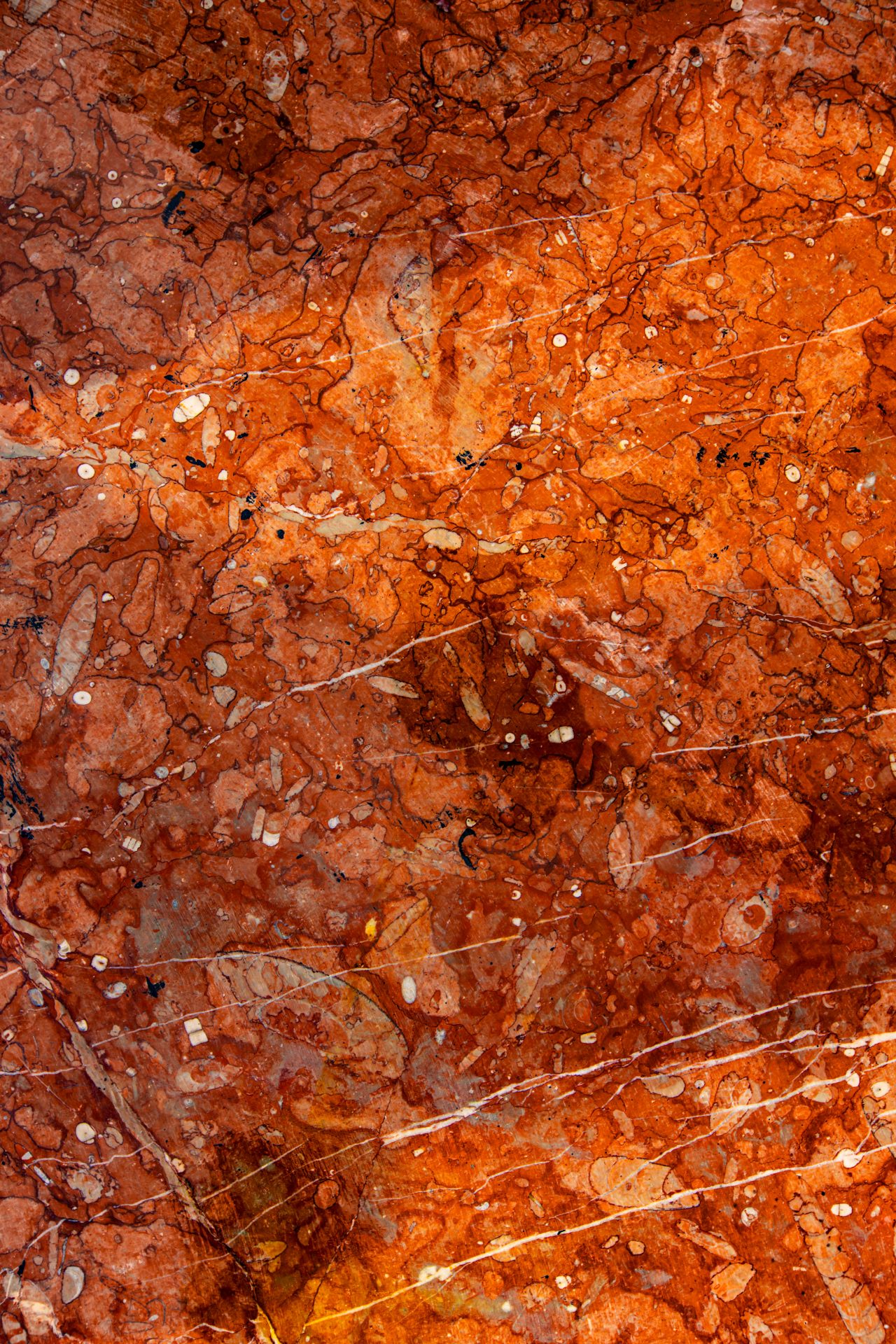 Dyprød Bulog-kalkstein fra midtre trias i Serbias Zlatibor avslører unike geologiske trekk og eldgamle marine forhold.